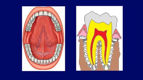 The Human Oral Cavity And Structure Of Tooth