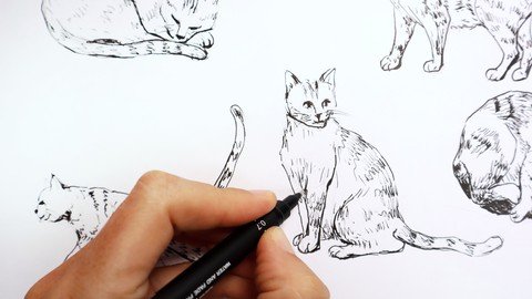 How To Sketch Cats In Different Poses