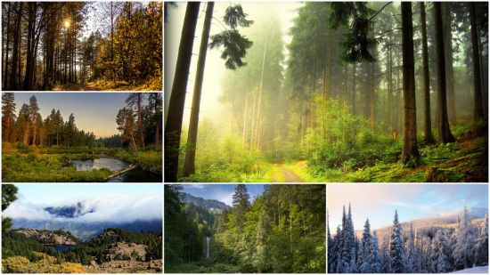 Wood landscapes (Part 188)