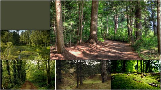 Wood landscapes (Part 187)