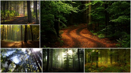 Wood landscapes (Part 186)