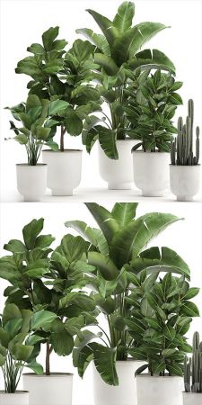 Plant collection 906