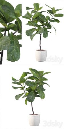 Plants collection 101 – ficus lyrata