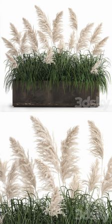 Plant Collection 1033
