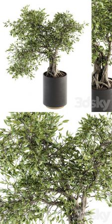 indoor Plant Set 207 – Big Bonsai in pot