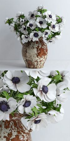 White anemones