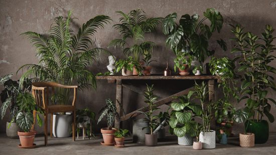 3DCollective Interior Plants Pack 01