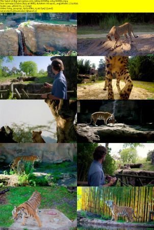 Big Cat Games 2015 1080p WEBRip x264-RARBG