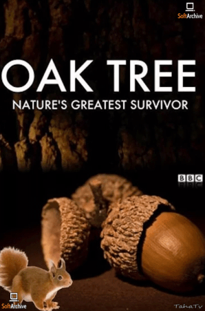 Oak Tree Natures Greatest Survivor 2015 1080p WEBRip x264-CBFM