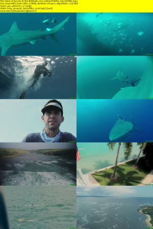 Secrets of The Bullshark 2020 1080p WEBRip x264-RARBG