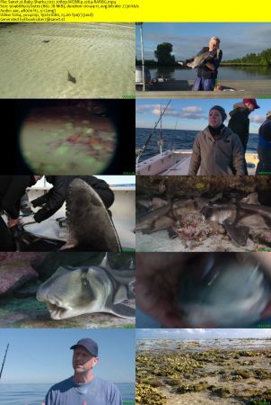 Baby Sharks 2022 1080p WEBRip x264-RARBG