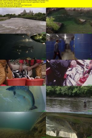 Atlantic Salmon Lost at Sea 2018 1080p WEBRip x264-RARBG