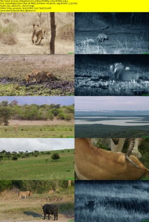 Lions Unleashed 2017 1080p WEBRip x264-RARBG