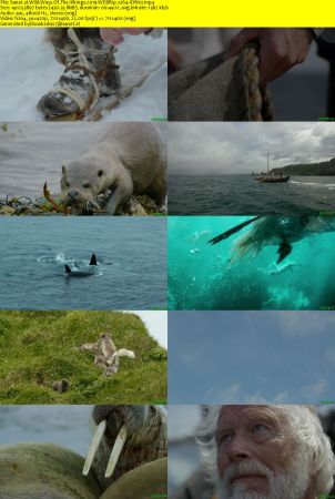 Wild Ways Of The Vikings 2019 WEBRip x264-ION10