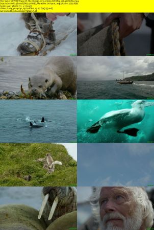 Wild Ways Of The Vikings 2019 1080p WEBRip x264-RARBG