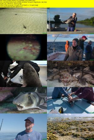Baby Sharks 2022 WEBRip x264-ION10