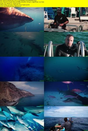 Sharkcano 2020 720p WebRip X264 Will1869