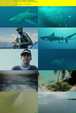 Secrets of The Bullshark 2020 WEBRip x264-ION10