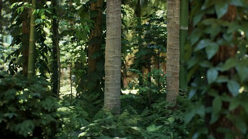 Unreal Engine - Rain Forest Pack