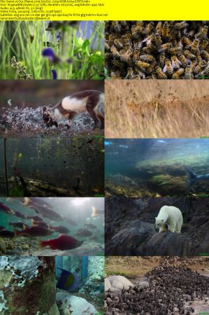 Our Planet 2019 S02 720p WEB H264-EDITH