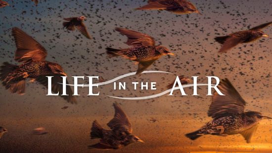 Life in the Air S01 1080p iP WEB-DL AAC2.0 H264-playWEB