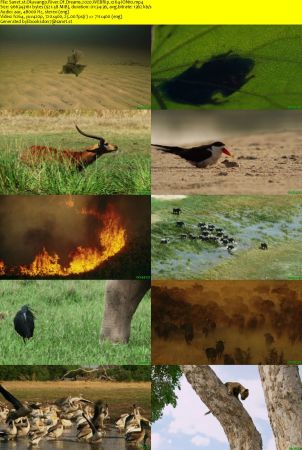 Okavango River Of Dreams 2020 WEBRip x264-ION10