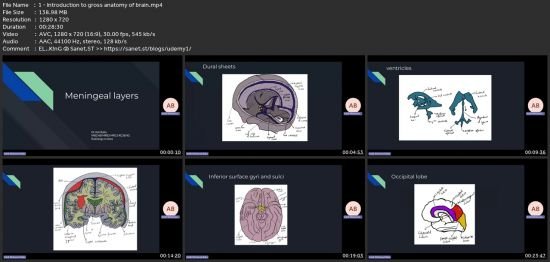 Clinical Neuroanatomy