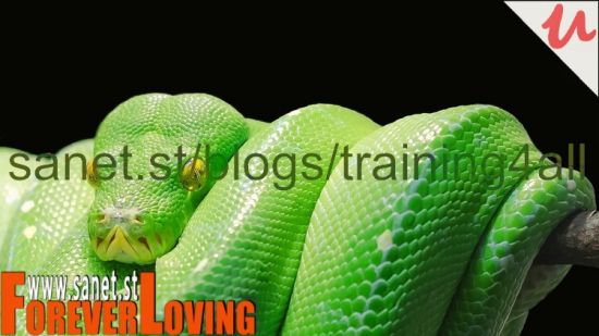 Python Development Essentials