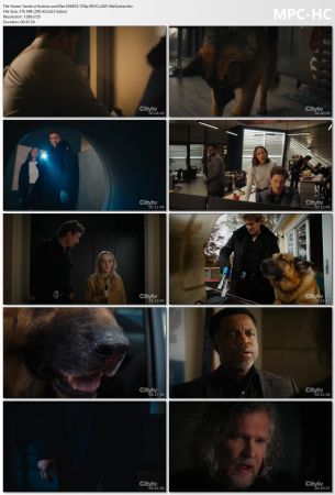 Hudson and Rex S06E03 720p HEVC x265-MeGusta