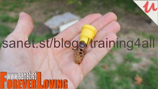 Queen Bee Breeding for Backyard Beekeeping