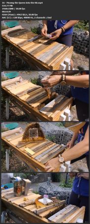 Queen Bee Breeding for Backyard Beekeeping